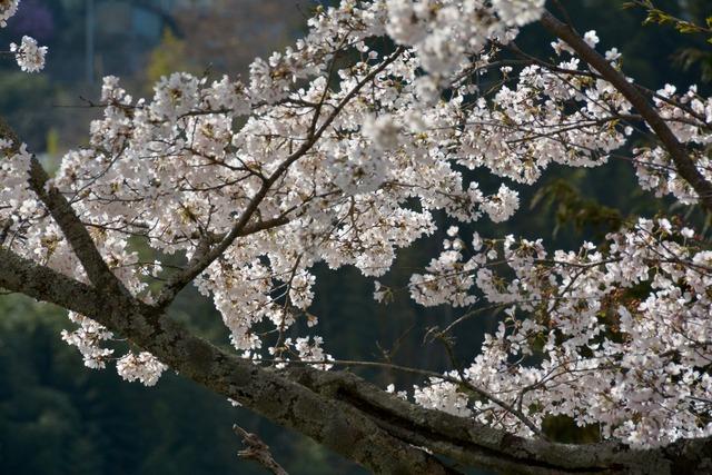 清川地域ふれあい館の桜の写真3