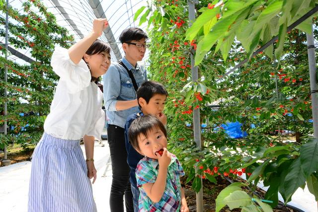 甲斐市登美農園 桑の実摘み体験の様子の写真6