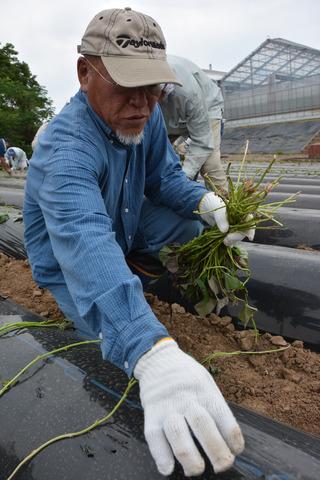 等間隔に苗を置いている写真