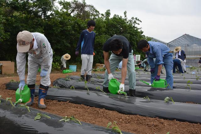 参加者たちが植えた苗に水をやっている写真