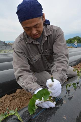 棒を使って苗を植えていく参加者の写真