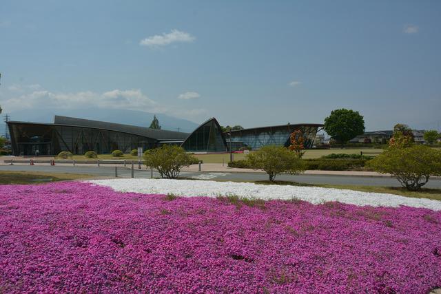 公園一面に広がる、白と赤の芝ザクラの写真1