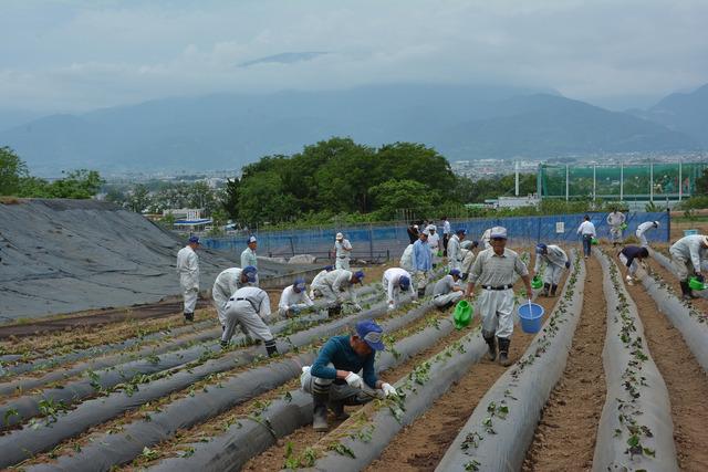 作業着姿の男性たちがサツマイモの苗植付をしている写真