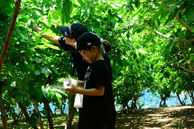 甲斐市登美農園 桑の実摘み体験の様子の写真1