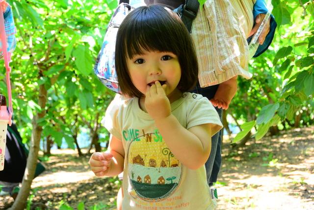 甲斐市登美農園 桑の実摘み体験の様子の写真3