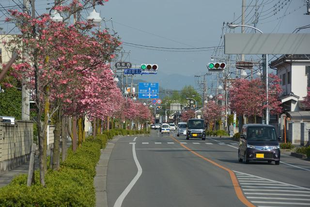 道路沿いで、満開に咲き誇るピンク色のハナミズキの写真