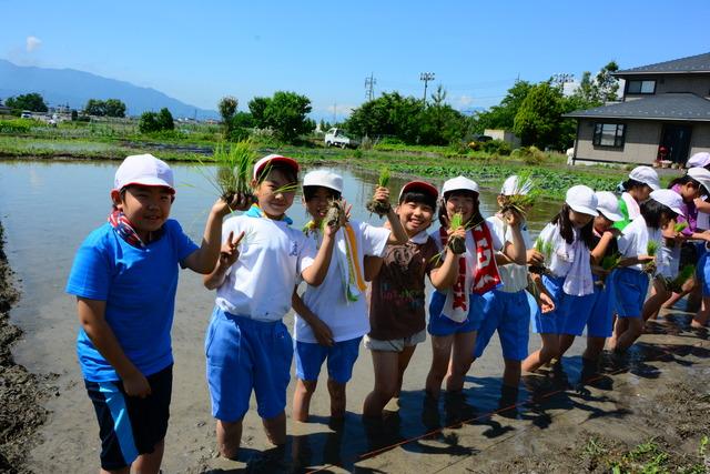 竜王南小学校で田植え体験の写真1