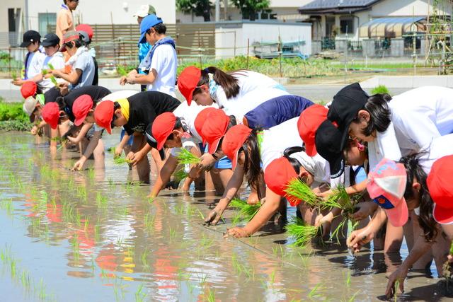 竜王南小学校で田植え体験の写真2