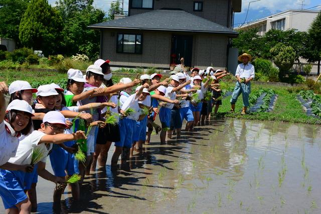 竜王南小学校で田植え体験の写真4