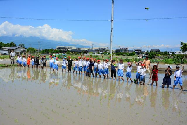 竜王南小学校で田植え体験の写真5