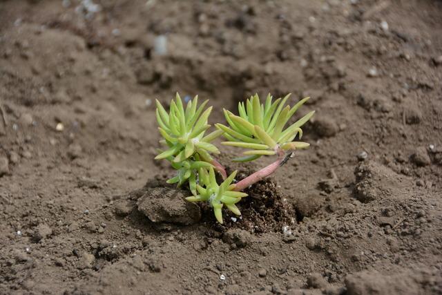 春の一斉植花ボランティア作業の様子の写真4