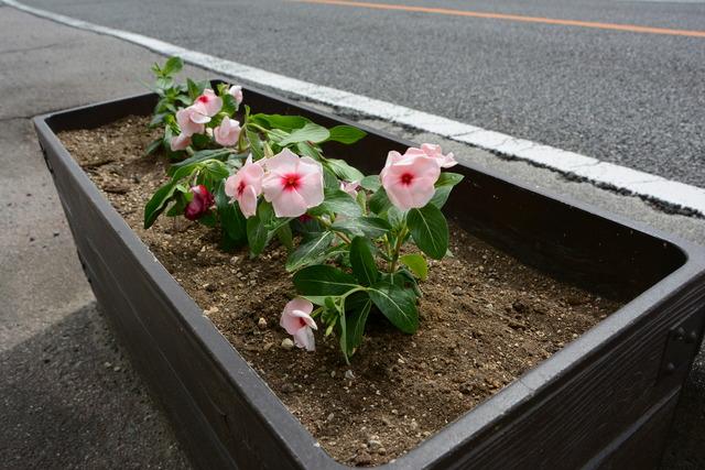 春の一斉植花ボランティア作業の様子の写真5