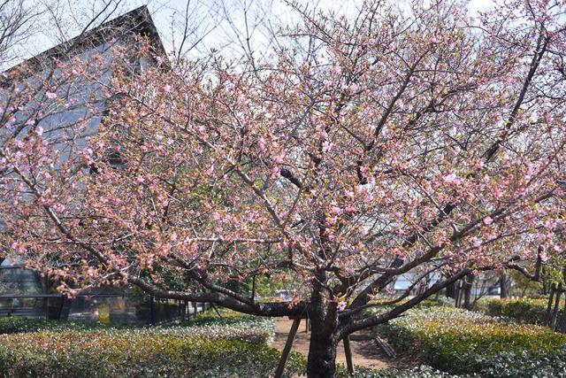 玉幡公園の河津桜の写真3