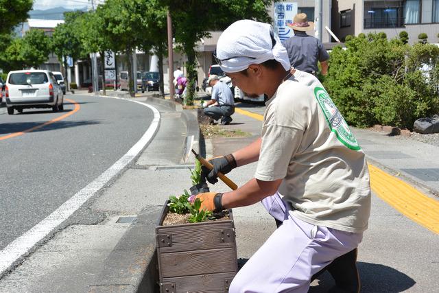 道路沿いのプランターに日日草を植える男性の写真