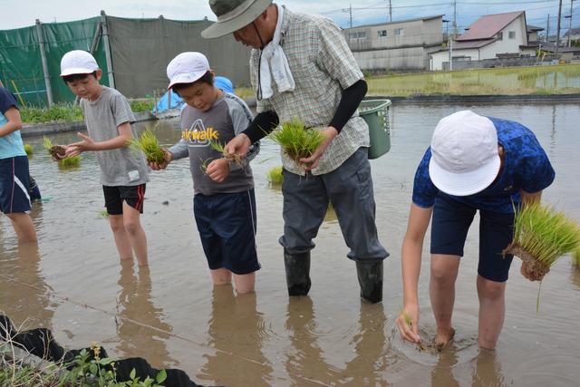 敷島北小学校田植えの様子の写真2