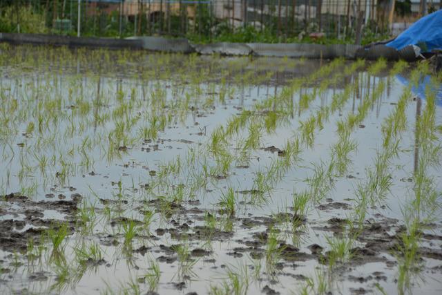 敷島北小学校田植えの様子の写真8