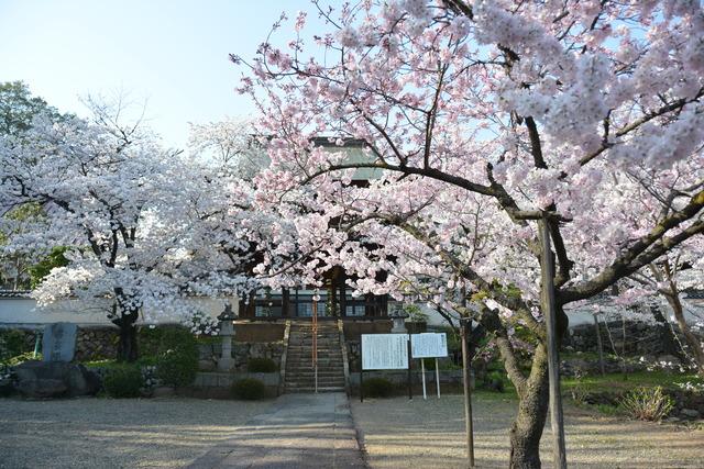 慈照寺で白い花やピンクの花の桜が満開に咲いている写真