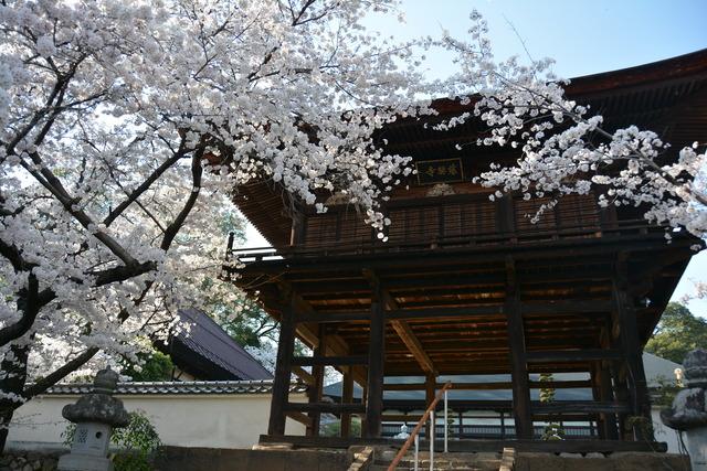 慈照寺で白い桜の花が満開に咲いている写真