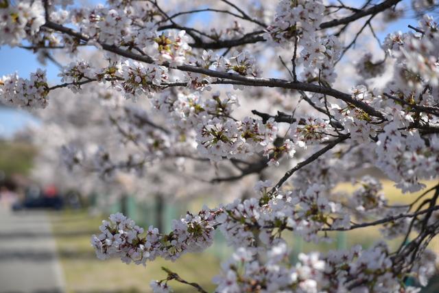 双葉水辺公園 ソメイヨシノの写真2