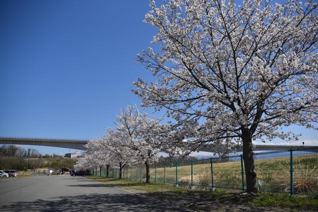 双葉水辺公園 ソメイヨシノの写真1