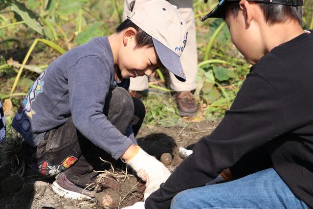 子供たちが野菜を収穫している写真2