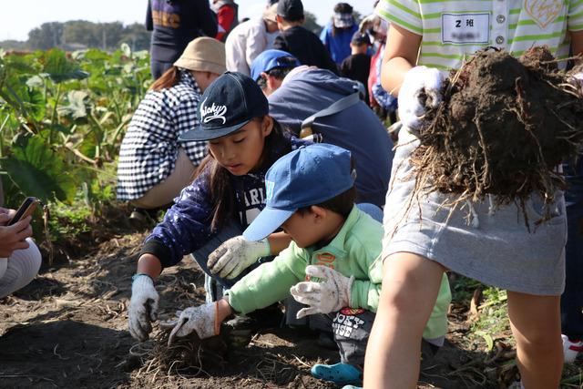 子供たちが野菜を収穫している写真1