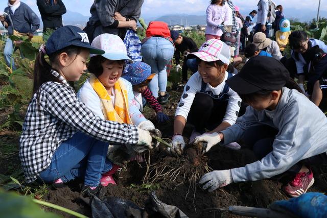 子供たちが野菜を収穫している写真3