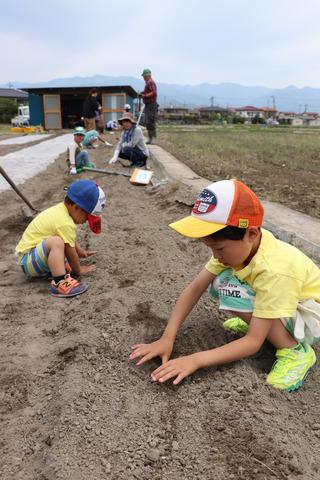 (写真)真剣に種を植える子供たちの様子