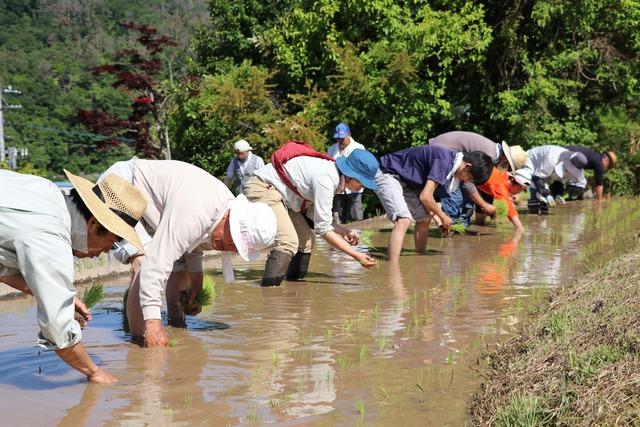 (写真)田植えをする参加者