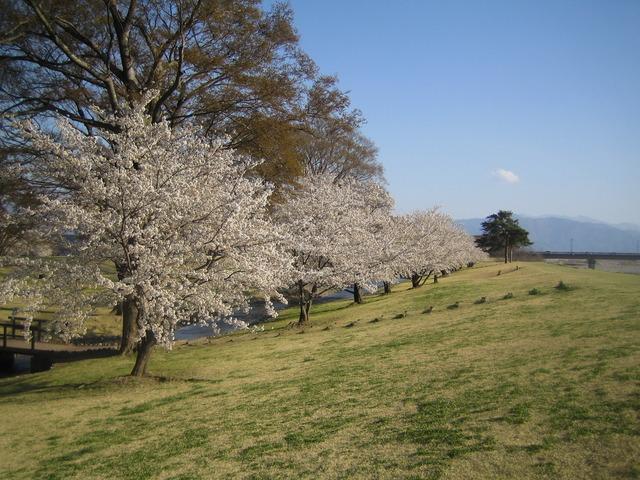 信玄堤に満開の桜が咲いている写真