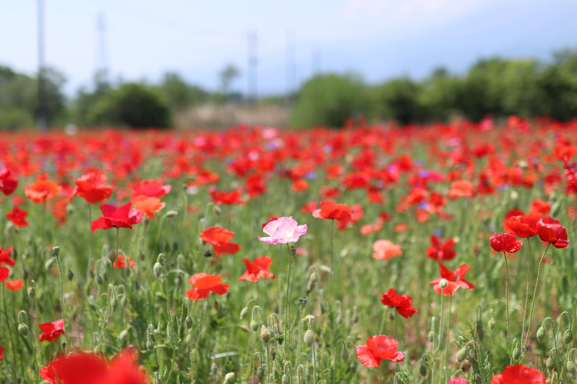 令和元年5月13日岩森のポピー畑