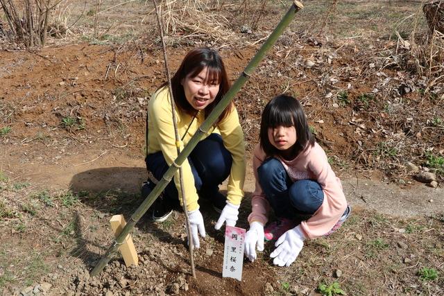 植樹された桜と小学生くらいの女の子と母親の写真