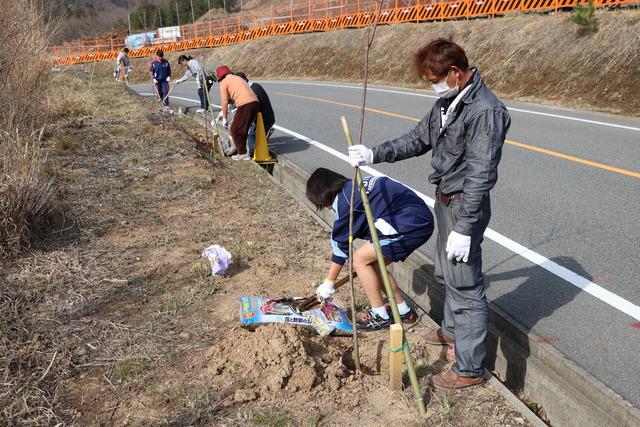 道路沿いに桜の植樹を行う人々の写真