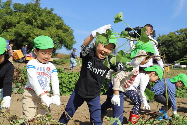 子供達がさつまいを収穫している写真2