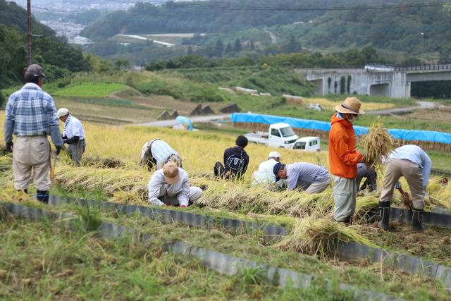 棚田稲刈り