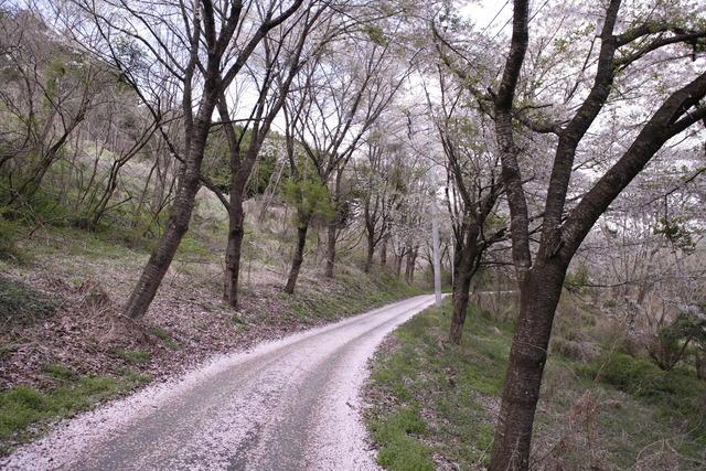 桜が咲いている安寺沢林道の写真