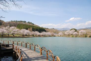 池沿いに咲く桜の木々の風景写真