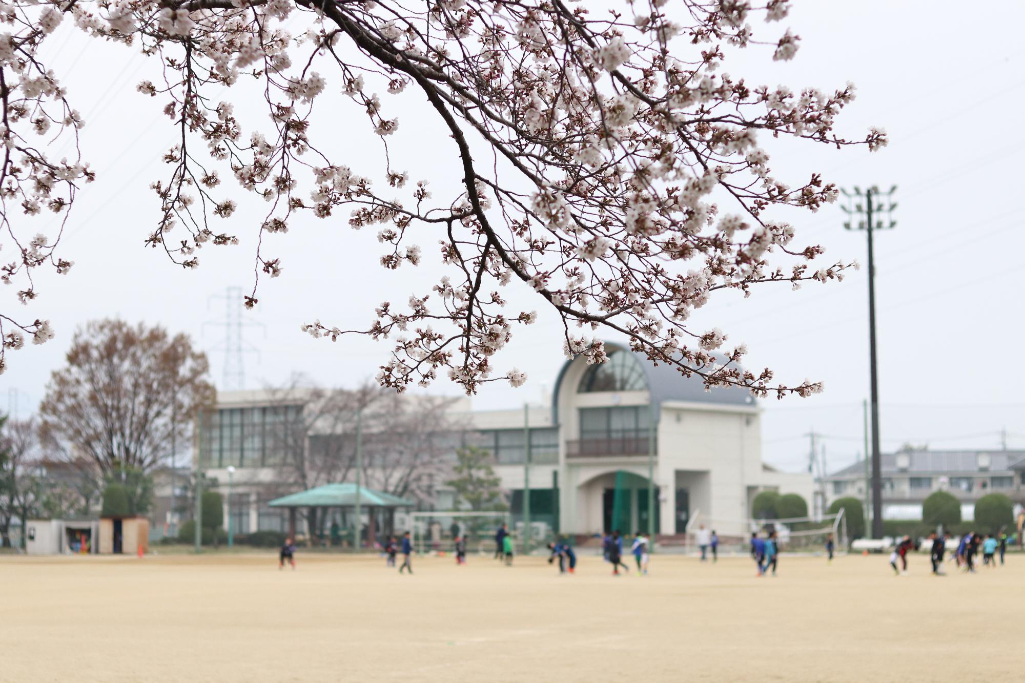 南部公民館桜 2019.3.30