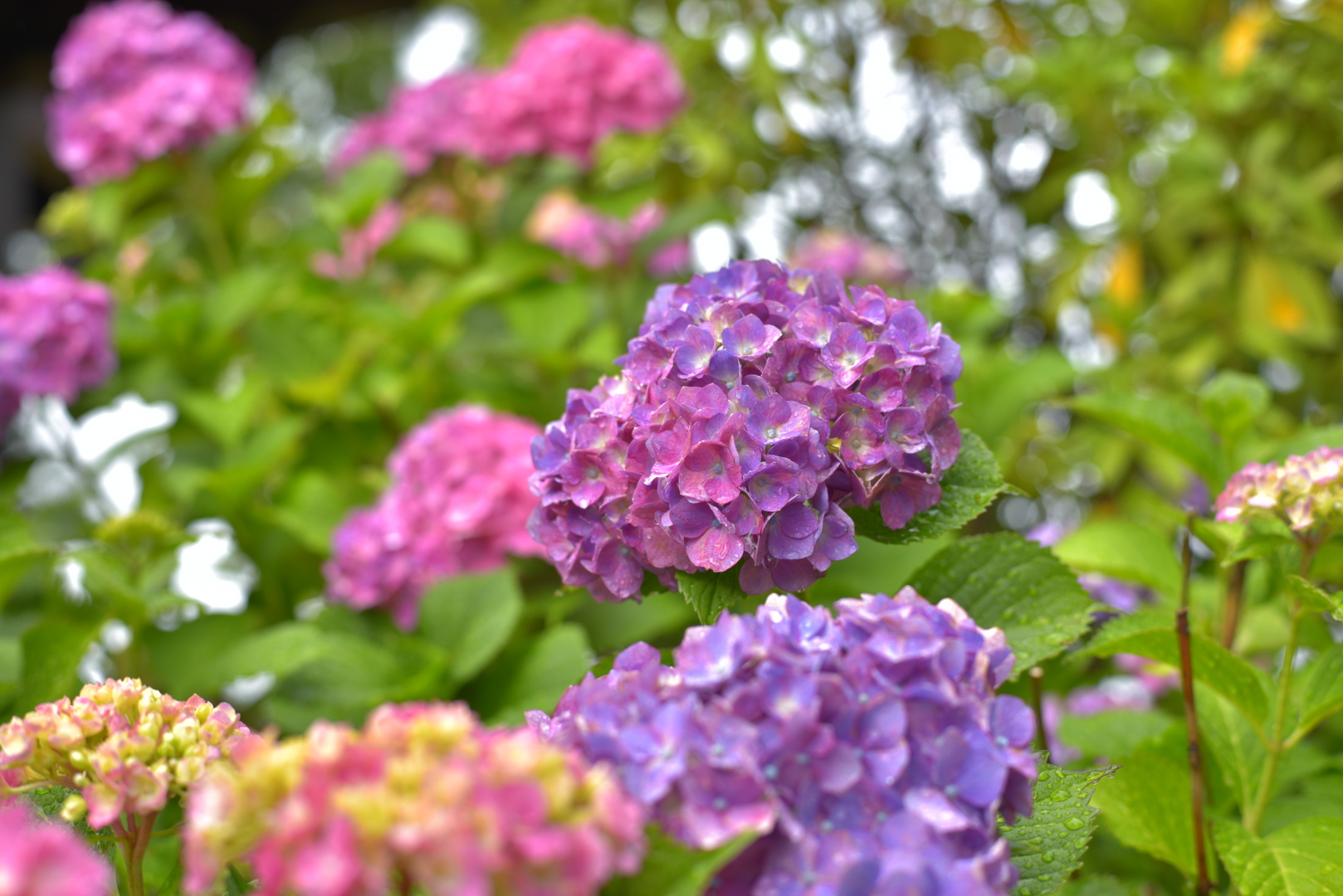 紫陽花の花のアップの写真