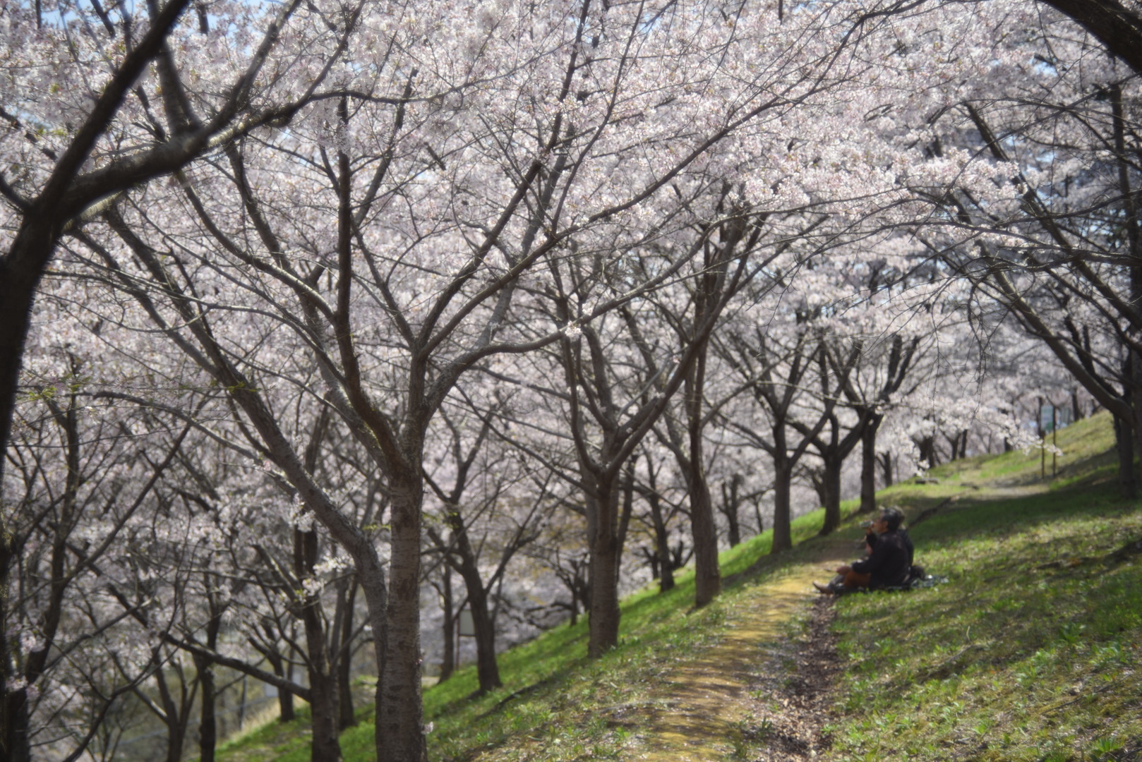 敷島総合公園桜の写真