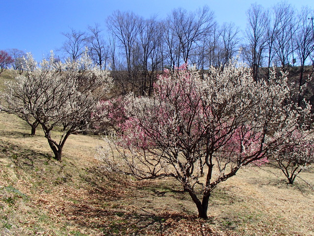 青空と、満開の白と赤の梅の木の写真