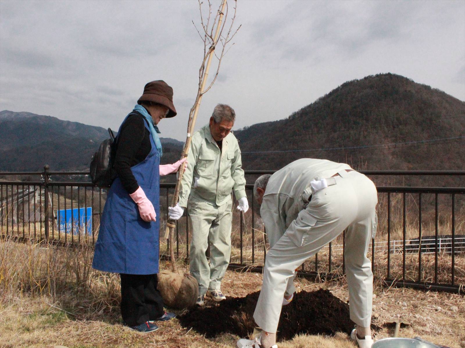 甲斐敷島梅の里クラインガルテン南側庭園へ太白桜を植えている写真