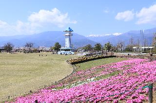 ドラゴンパークの芝桜