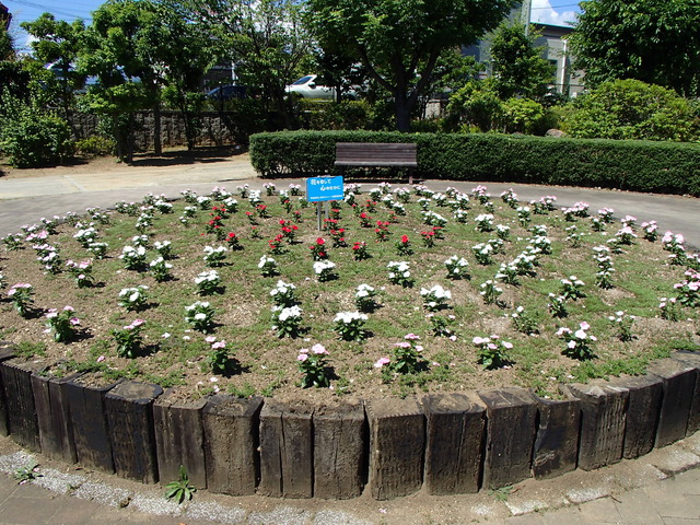 響が丘の花