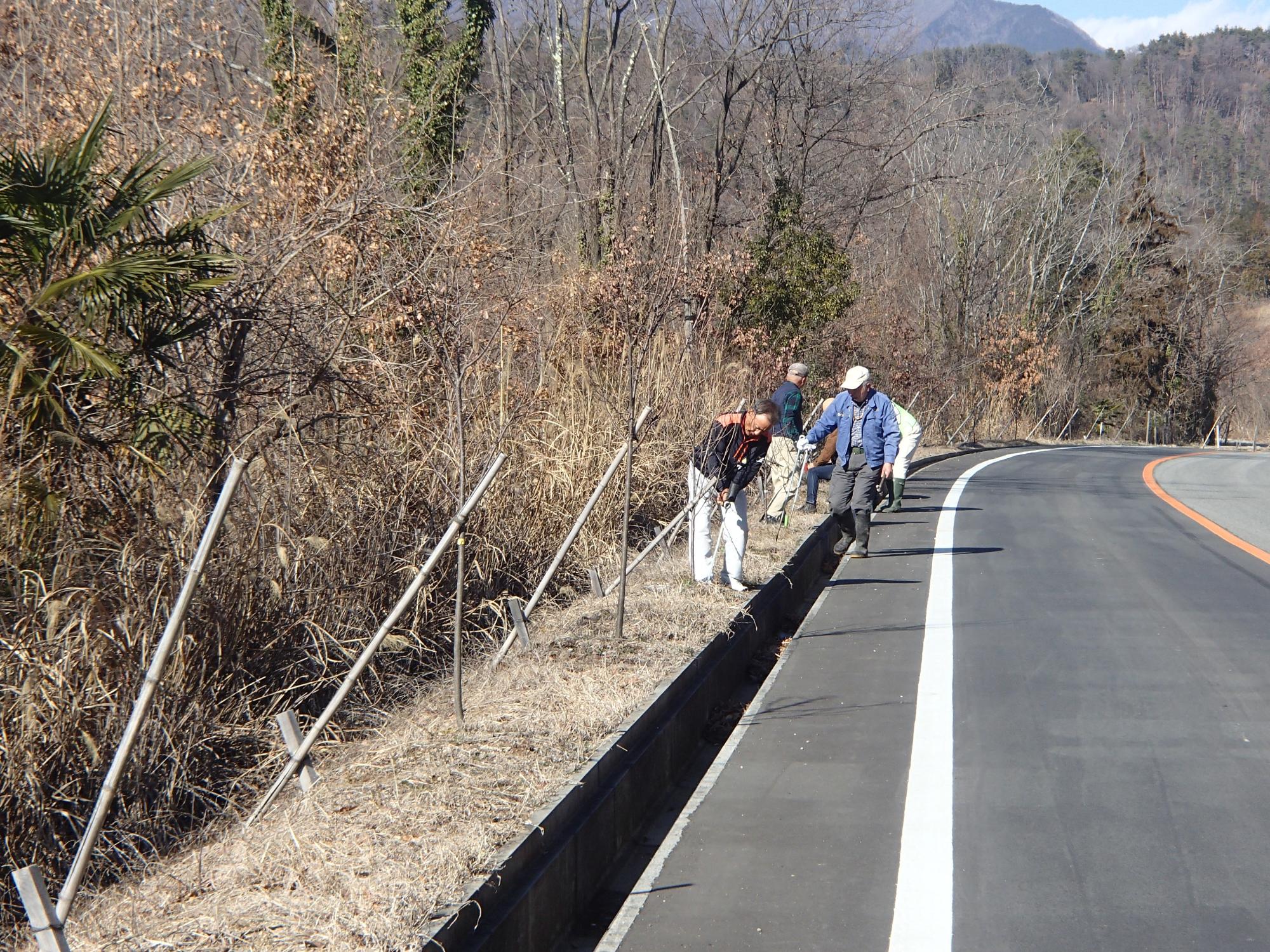 茅ヶ岳東部広域農道沿いの桜の根元に棒状肥料を打ち込んでいる写真