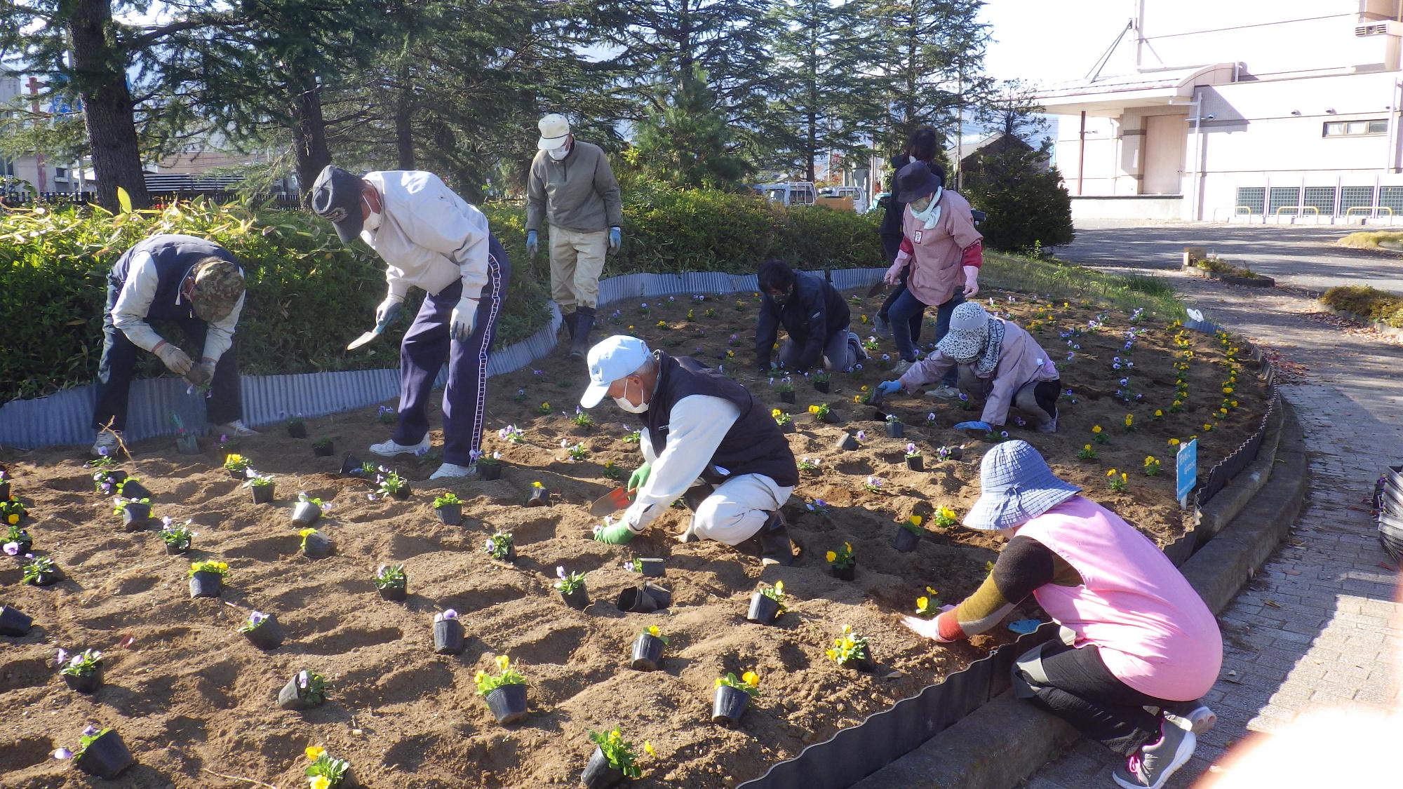 双葉地区一斉植花の様子