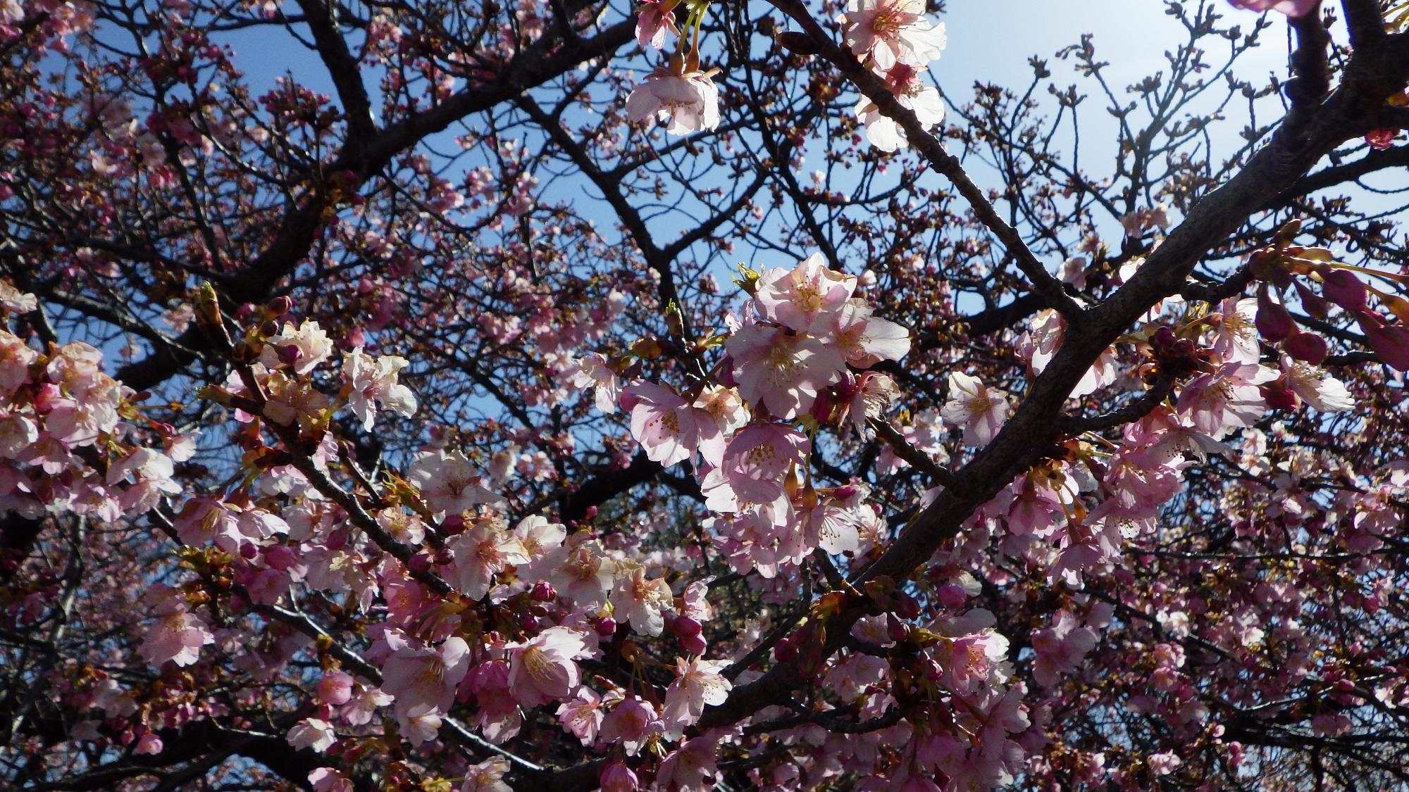 桜の花の様子