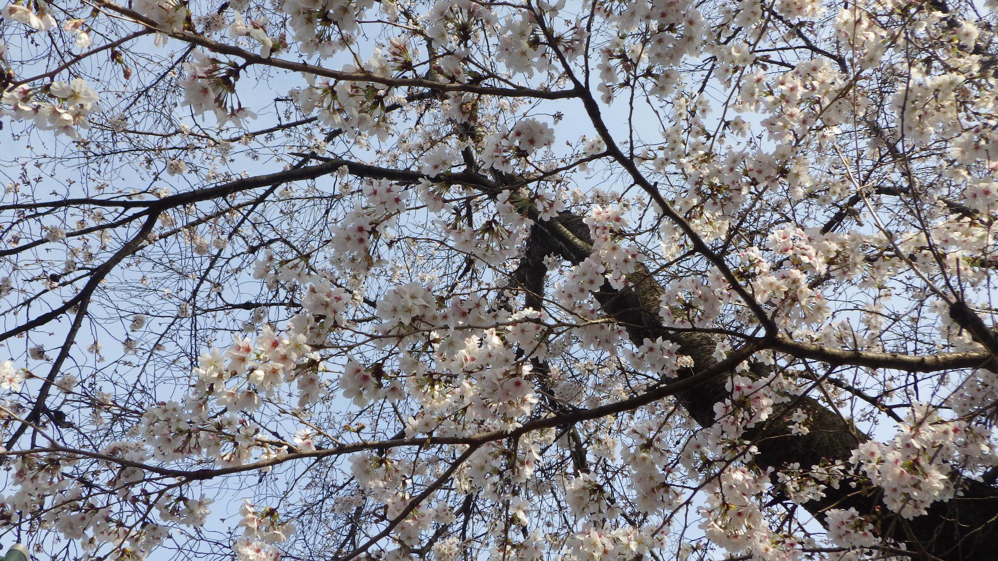 桜の花の様子