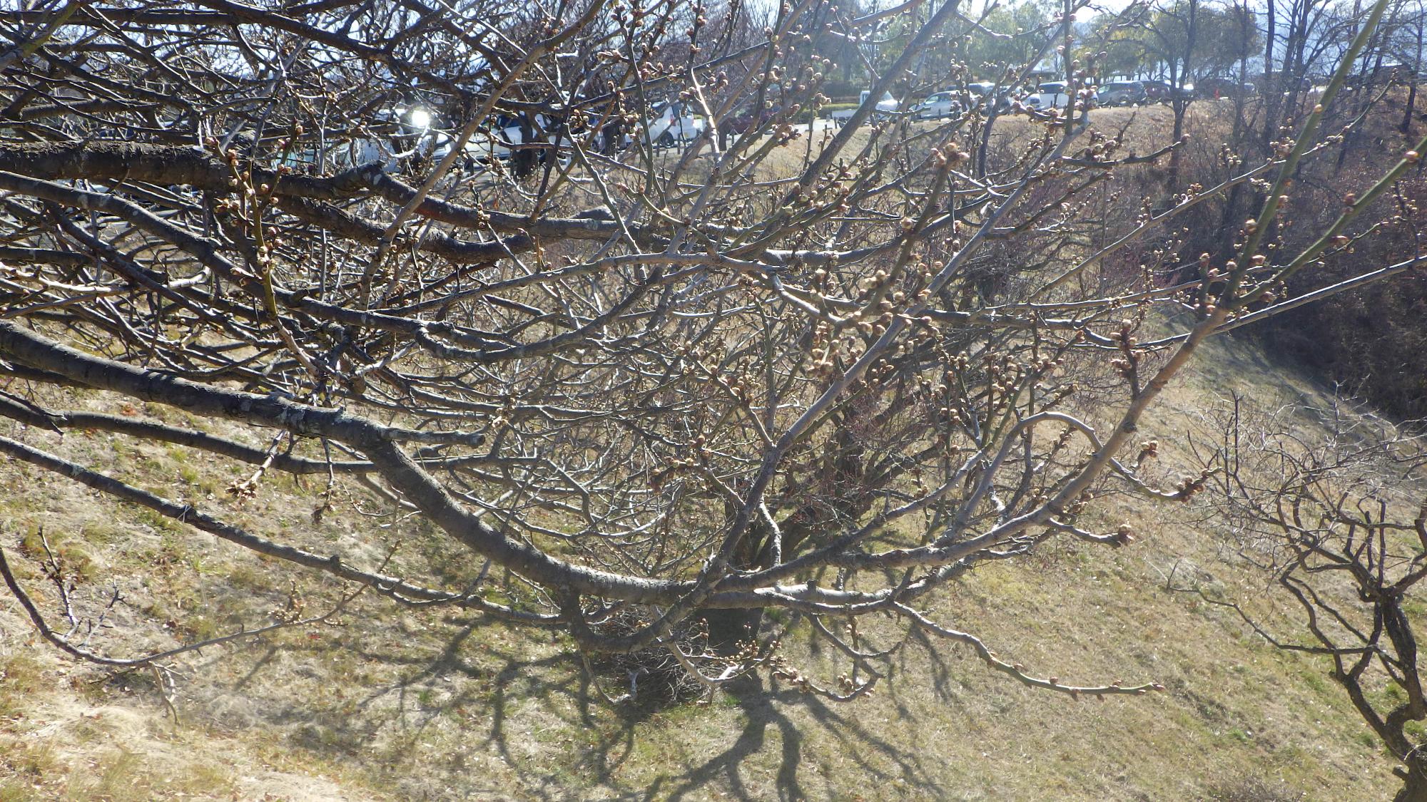 梅の花の様子
