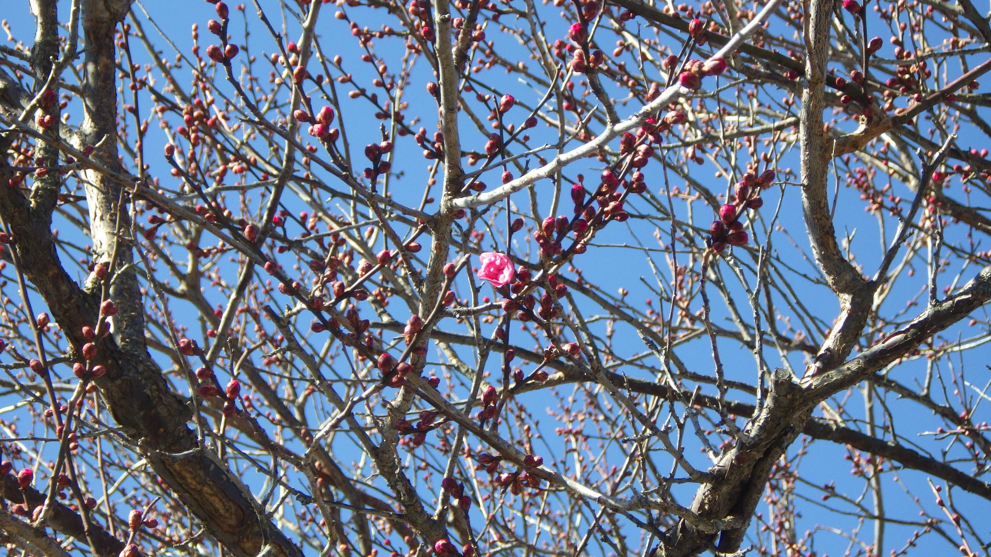 梅の花の様子
